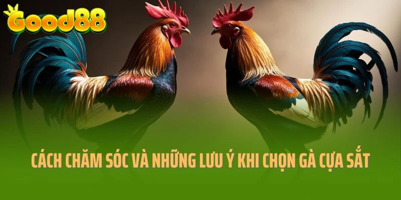 Cách chăm sóc và những lưu ý khi chọn gà cựa sắt