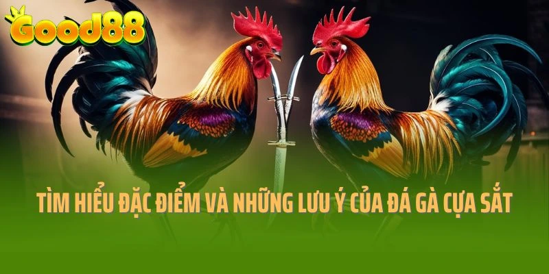 Tìm Hiểu Về Đặc Điểm Và Những Lưu Ý Của Đá Gà Cựa Sắt