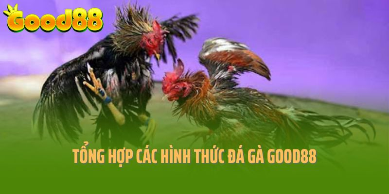 Tổng hợp các hình thức đá gà Good88 nổi bật nhất 2025